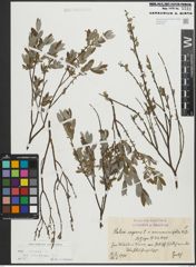 Foto von Salix repens subsp. incubacea (L.) A. Neumann